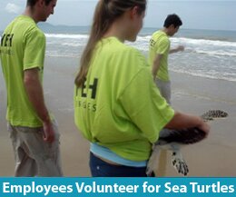 Yeh for Games prepares for release of sea turtle